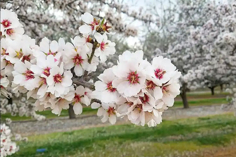 Almond Tree Blooming - Boardwalk Santa Cruz and Henry Cowell Redwood State Park