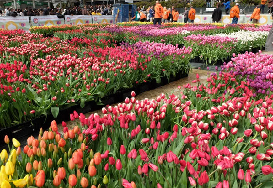 Tour  San Francisco Tulip Festival - Boat Race Event